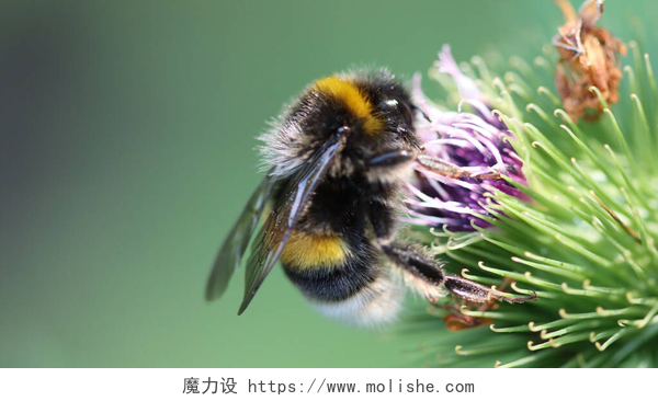 胖胖的蜜蜂在采花蜜diligent nectar collector at work